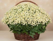 Цветочная композиция из Ромашки в корзине #REPLACE_PRED# Алексеевке Белгородской области
